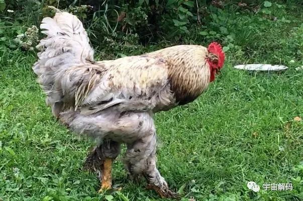 公鸡为什么每天都能准时打鸣？难道它们会算时间吗？