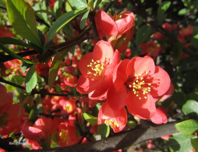 “花中神仙”海棠花竟是四川籍！如何“拿捏”它的花期？