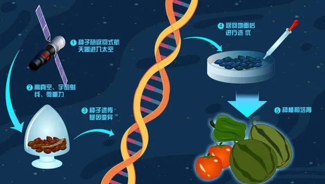 揭秘航天育种：当一粒种子被宇宙粒子幸运击中……