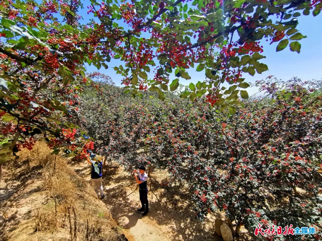 临夏州的花椒熟了 厦门客商已到田间地头