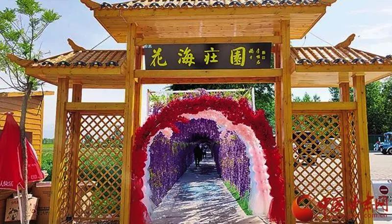 临夏枹罕镇王坪村：花海带火乡村游