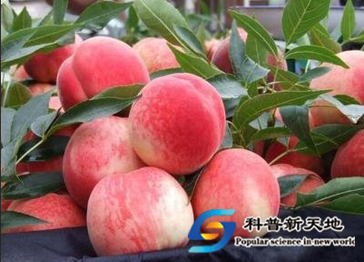 安宁白凤桃歌 