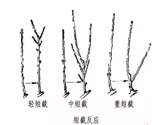 桃树整形修剪技术（六）：冬、夏季修剪的常用方法