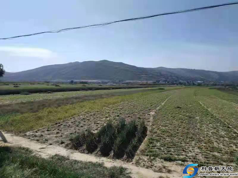 定西市陇西县双泉镇：巩固成果庆丰收  产业兴旺促振兴