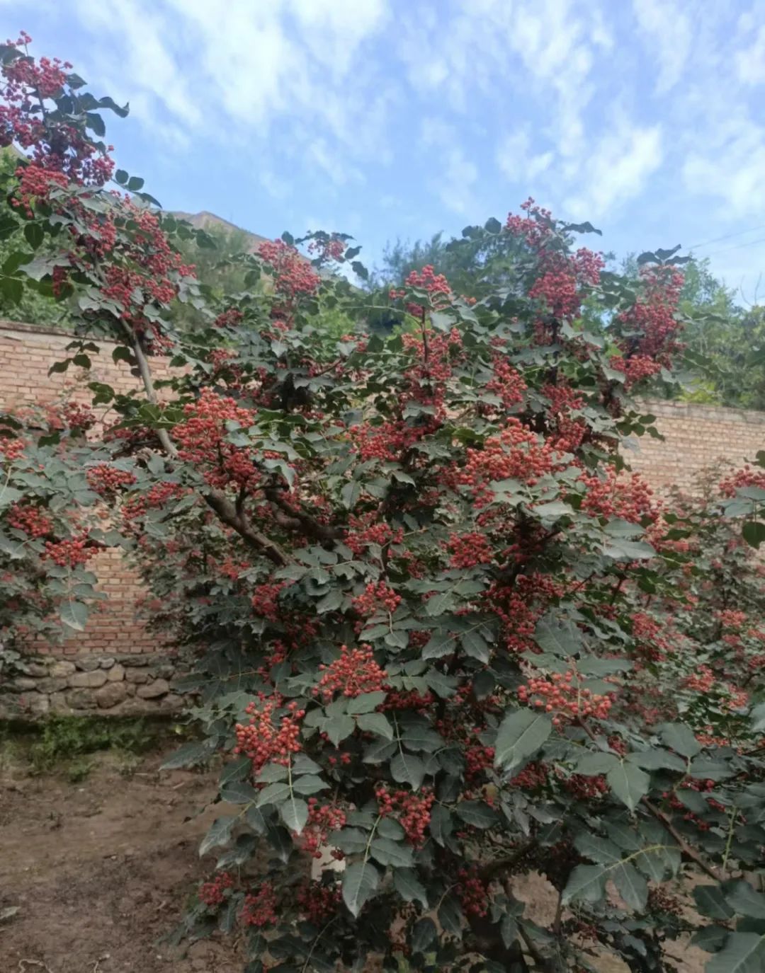 【特稿】甘肃花椒种植户今年有点烦​：​种植面积增加 收购价格下降