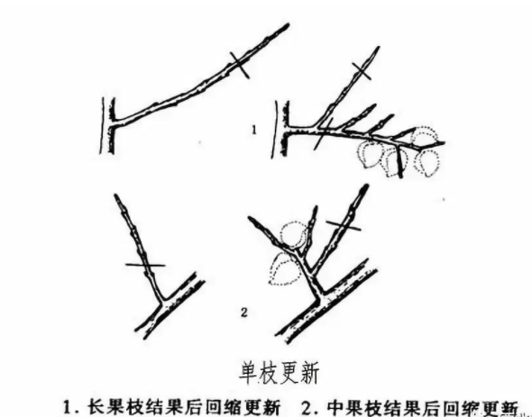 桃树整形修剪技术（七）：培养更新枝的方法