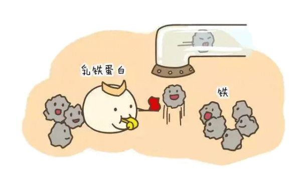 营养素那些事 | 乳铁蛋白竟有如此多用处？