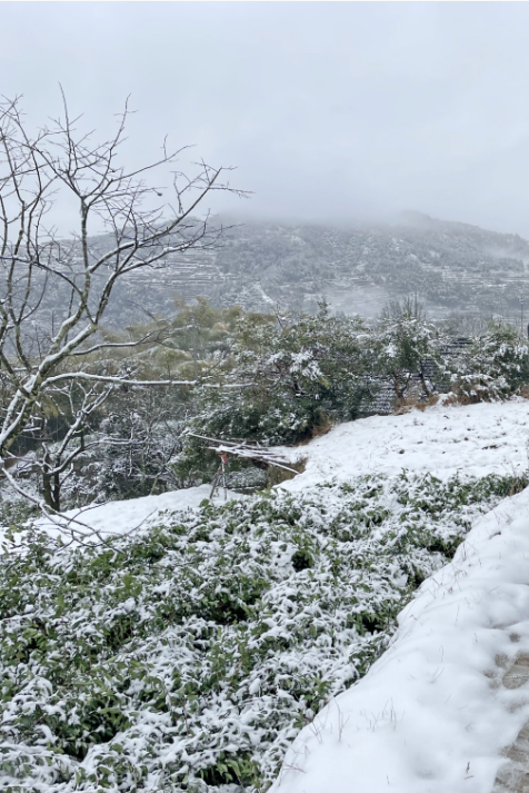 踏雪