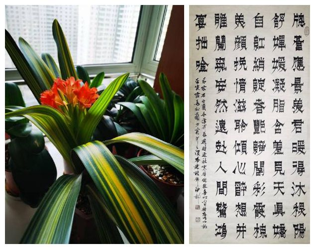 君子兰冬绽