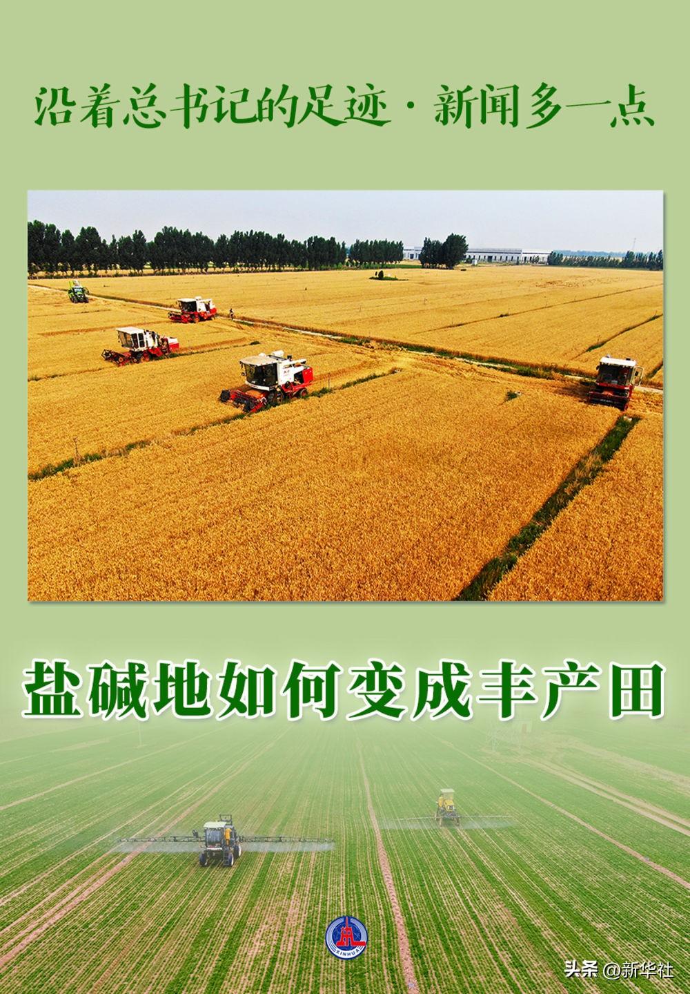 沿着总书记的足迹·新闻多一点 | 盐碱地如何变成丰产田