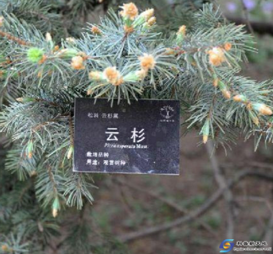 云 杉