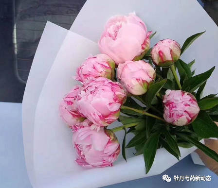 牡丹芍药产业落脚点在哪里？