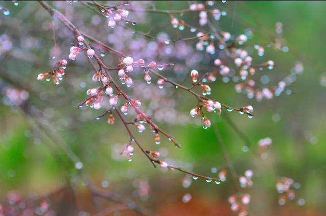 甲辰龙年春日雨中进温商·金城北岸