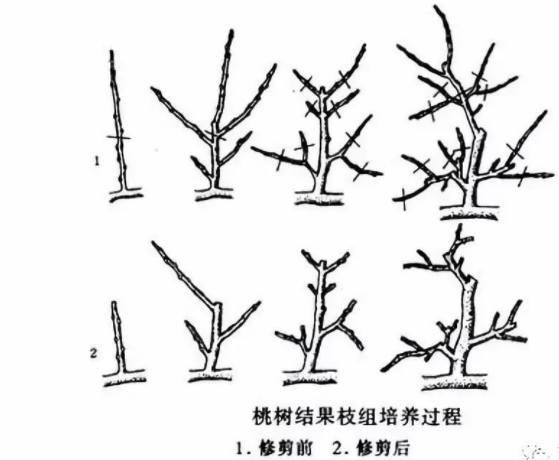 桃树整形修剪技术（八）：培养和修剪结果枝组
