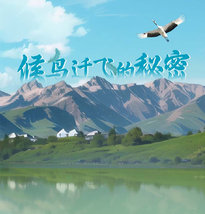 手绘长图 | 候鸟迁飞的秘密