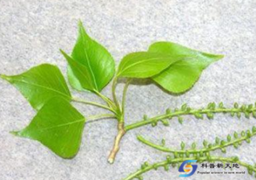 小叶杨