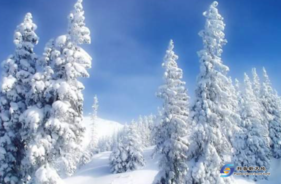 雪松